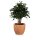 Plant Pot TARRO 43 Plastic terracotta matt