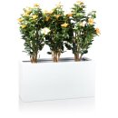 Plant Trough VISIO 50 Fibreglass white glossy